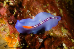 DSC06909