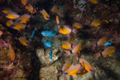 DSC07090