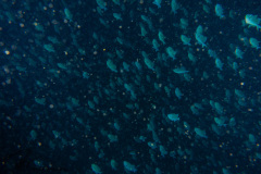 DSC07391