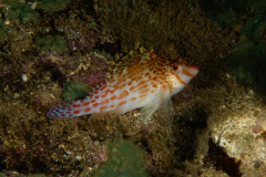 DSC07690