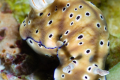 DSC07858