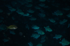 DSC07956