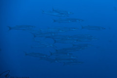 DSC01796