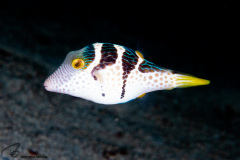 CoralTriangleBangka-202211-001