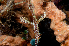 CoralTriangleBangka-202211-002