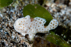 CoralTriangleBangka-202211-012