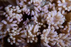 CoralTriangleBangka-202211-022