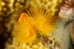 CoralTriangleBangka-202211-023