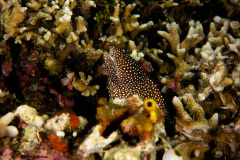 CoralTriangleBangka-202211-024