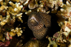 CoralTriangleBangka-202211-025