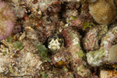 CoralTriangleBangka-202211-026