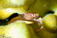 CoralTriangleBangka-202211-027