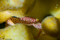 CoralTriangleBangka-202211-028