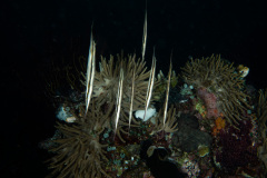 CoralTriangleBangka-202211-029