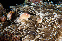 CoralTriangleBangka-202211-030