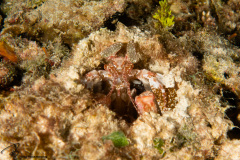 CoralTriangleBangka-202211-031