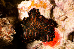 CoralTriangleBangka-202211-033