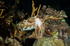 CoralTriangleBangka-202211-034