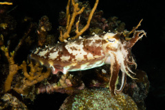 CoralTriangleBangka-202211-035