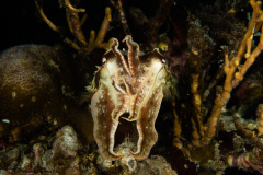 CoralTriangleBangka-202211-036