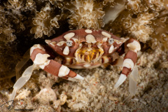 CoralTriangleBangka-202211-039