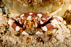 CoralTriangleBangka-202211-040