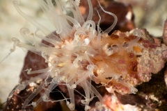 CoralTriangleBangka-202211-041