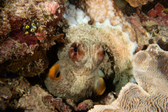 CoralTriangleBangka-202211-042