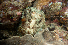 CoralTriangleBangka-202211-043