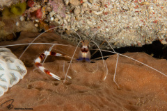 CoralTriangleBangka-202211-045