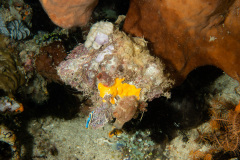 CoralTriangleBangka-202211-046