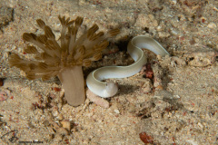 CoralTriangleBangka-202211-048