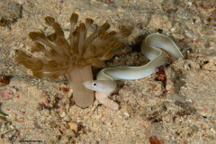 CoralTriangleBangka-202211-049