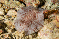 CoralTriangleBangka-202211-055