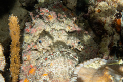 CoralTriangleBangka-202211-057