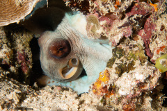 CoralTriangleBangka-202211-058