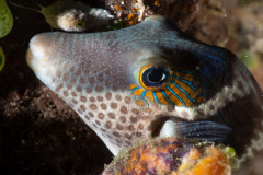 CoralTriangleBangka-202211-059