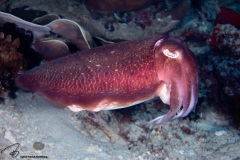 CoralTriangleBangka-202211-068