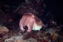 CoralTriangleBangka-202211-070