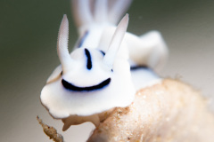 CoralTriangleBangka-202211-074