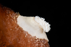 CoralTriangleBangka-202211-076