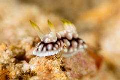 CoralTriangleBangka-202211-078