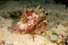 CoralTriangleBangka-202211-080