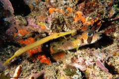 CoralTriangleBangka-202211-087