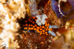 CoralTriangleBangka-202211-090