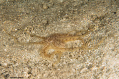 CoralTriangleBangka-202211-092