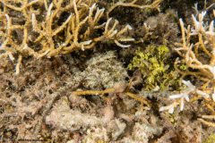 CoralTriangleBangka-202211-093