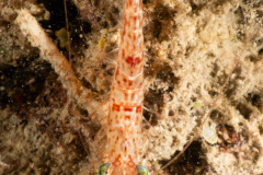 CoralTriangleBangka-202211-096