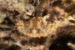 CoralTriangleBangka-202211-097