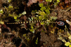 CoralTriangleBangka-202211-098